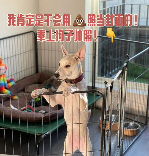 小狗拉稀的原因和处理方法（了解小狗拉稀的持续时间以及如何处理）