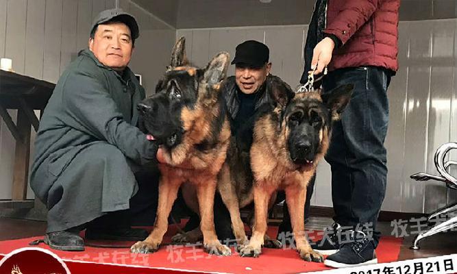 苏牧羊犬配种周期及繁殖特点解析（探究苏牧羊犬配种多久才能产下小狗，了解其繁殖周期与特点）