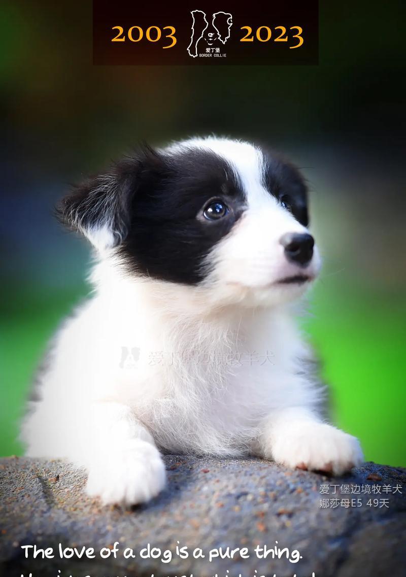 边境牧羊犬的价格揭秘（边境牧羊犬的价格是否昂贵？以及购买要注意的事项）