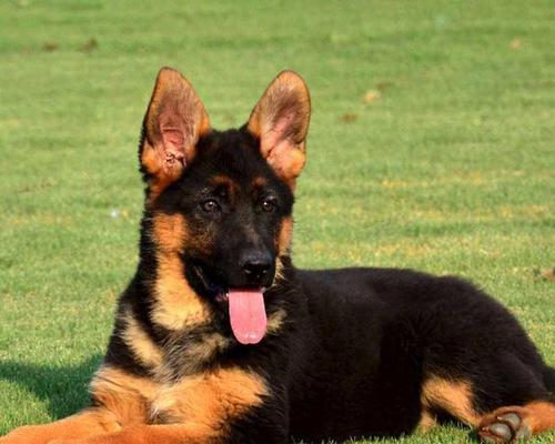 德国牧羊犬的掉毛问题及解决方法（探究德牧犬掉毛原因，帮助主人解决困扰）