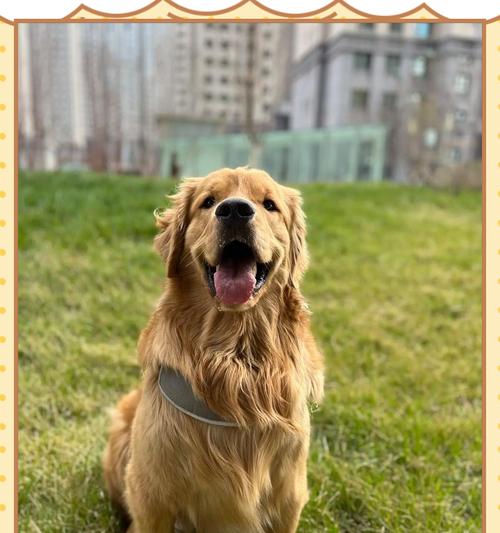 金毛幼犬的食量调控策略（科学合理的喂养量保证小金毛健康成长）