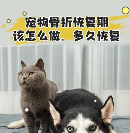 狗狗突然抽搐，宠主牢记这些急救方法很有用（如何正确应对狗狗抽搐情况）