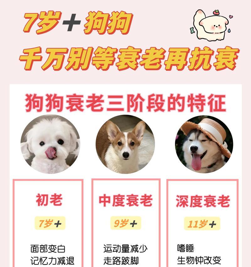 狗狗没食欲？八个原因让胃口变差！（探索为什么你的狗狗总是不想吃饭，以及如何解决这个问题。）
