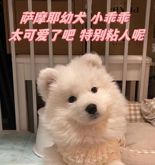 培养听话的萨摩耶犬（如何有效训练萨摩耶犬成为听话宠物）
