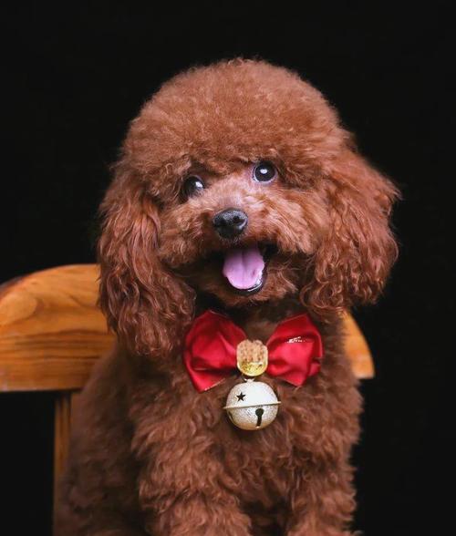 泰迪犬价格调查及相关因素分析（探寻泰迪犬价格的高低与因素）