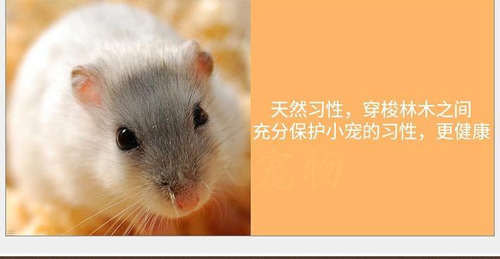 仓鼠垫料的选择与推荐（了解仓鼠垫料的种类，选择最适合的保护宠物的床铺）