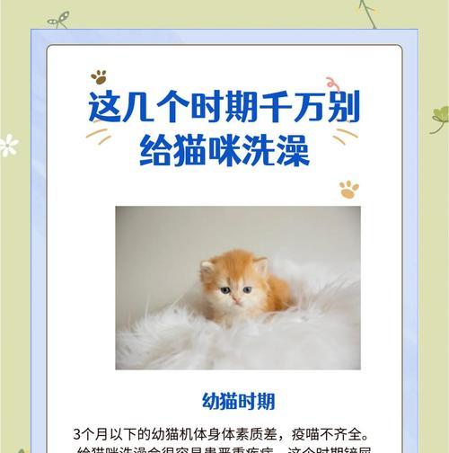 如何正确给两个月大的猫咪洗澡（关于两个月大的猫咪洗澡的注意事项和步骤）