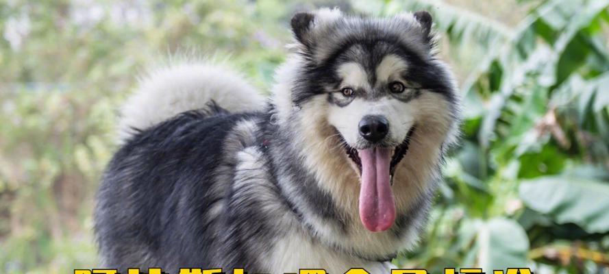 如何正确喂养阿拉斯加犬（为您的宠物提供健康和均衡的饮食）