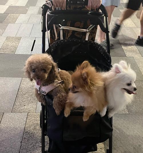 如何帮助泰迪增加体重？（探究泰迪偏瘦的原因以及如何调节饮食和运动）