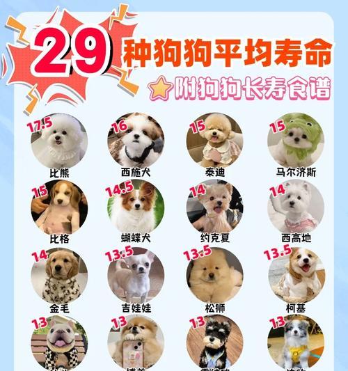 蝴蝶犬的换毛周期及护理知识（了解蝴蝶犬的换毛周期，让你做好相应的护理工作）
