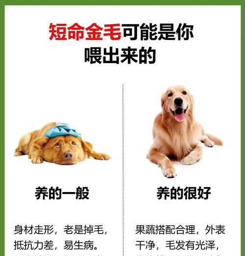 金毛狗狗的断奶时间及注意事项（了解金毛狗狗断奶时间的关键因素及正确的护理方法）