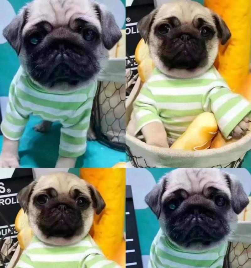 巴哥幼犬的体内外驱虫方法（巴哥幼犬的健康需重视体内外驱虫）