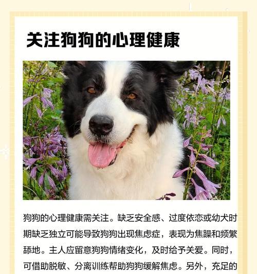 狗狗在外面不停地撒尿的原因（为什么狗狗会频繁在户外撒尿？）