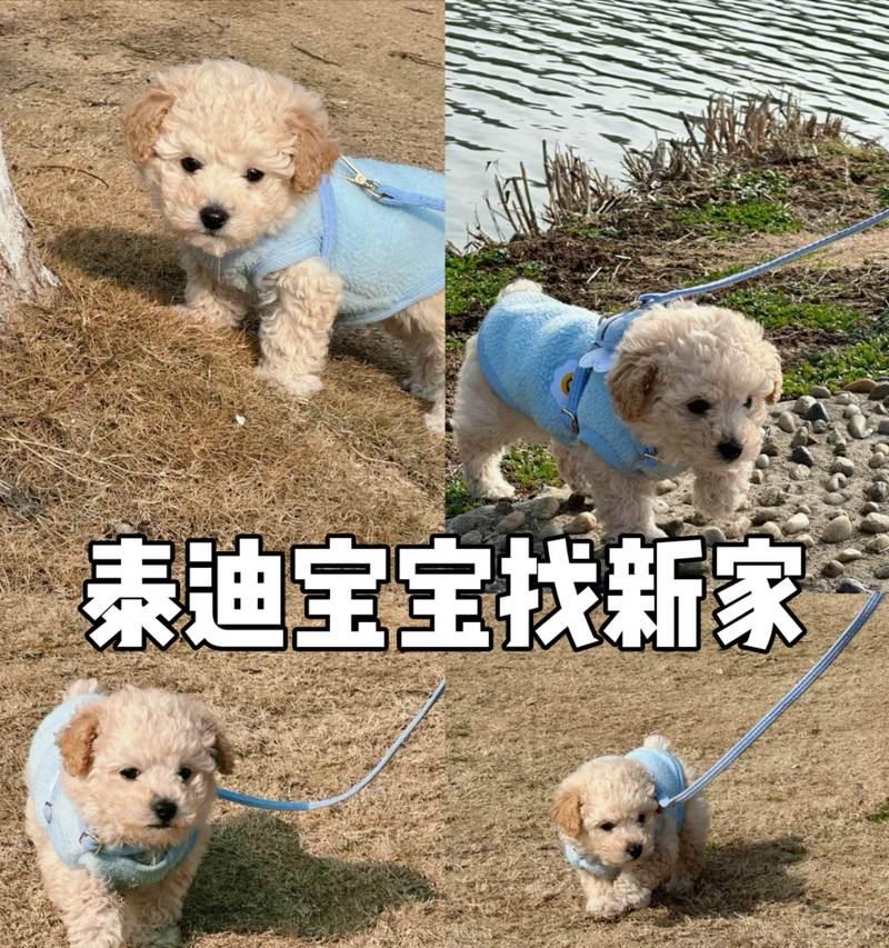 如何训练泰迪幼犬定点撒尿（有效的时间要求和方法）