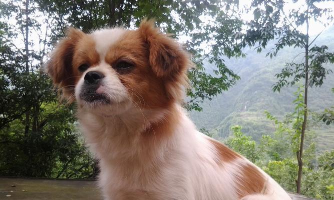 蝴蝶犬（拥有蝴蝶犬的饲养细节及其优点）