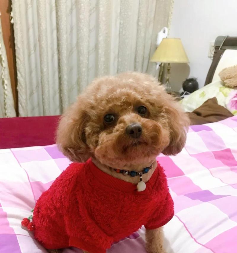 泰迪犬舔爪子的原因及解决方法（揭秘泰迪犬舔爪子的四大原因，帮助泰迪犬重拾健康）