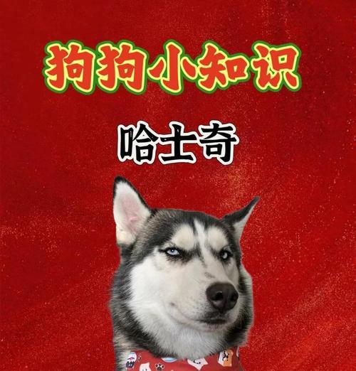哈士奇的适宜遛弯时间（掌握哈士奇遛弯时间的重要性，让你的宠物健康快乐）