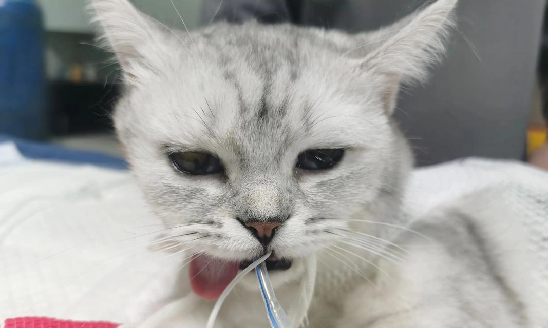 母猫绝育手术的最佳时机及注意事项（猫咪绝育手术）