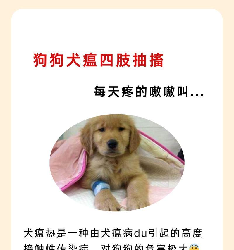犬瘟治愈后多久才不具有传染性？（探索犬瘟康复后的传染期长短及相关保护措施）