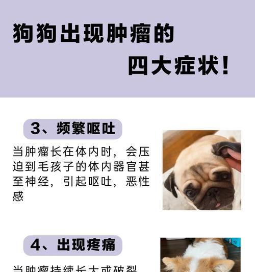 狗狗结核症状大揭秘（详解狗狗结核症状及预防措施）