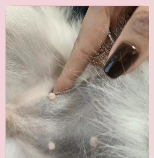 狗乳房癌的症状及预防措施（了解狗乳房癌的症状和如何预防，保护您的爱宠）