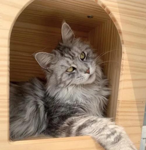 小巧可爱的猫咪们（探索世界上最小的猫体型）