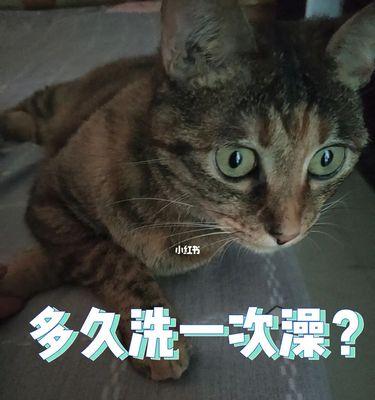 猫咪眼睛的恢复时间及关键因素（了解猫咪眼睛恢复的时间和注意事项）