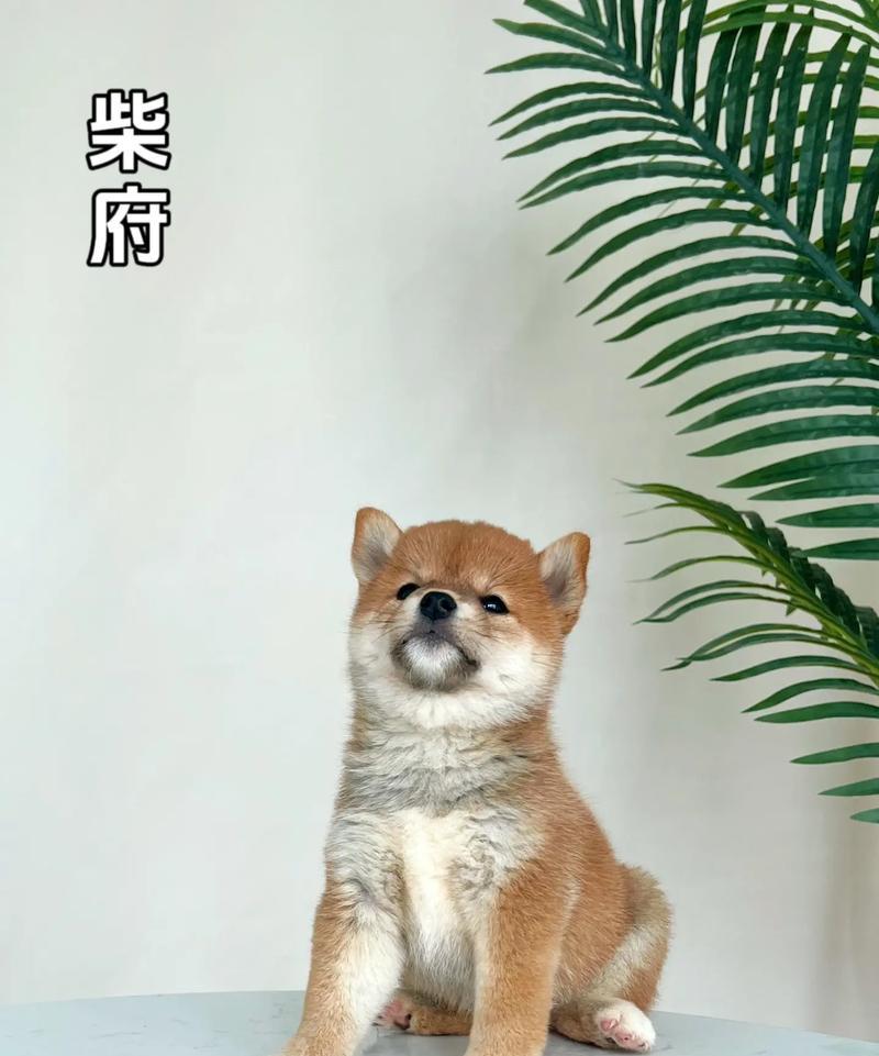 如何正确挑选柴犬（关键注意点及选择方法）