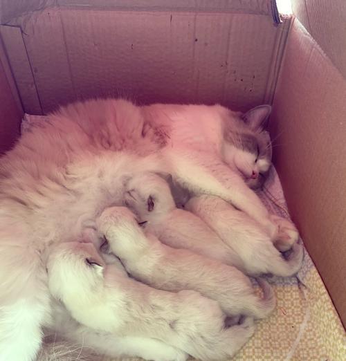 猫的交配周期及影响因素（探究猫咪生育时间的关键因素和交配间隔）