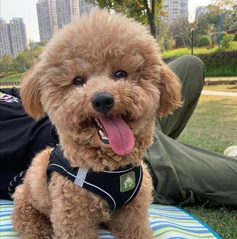 泰迪犬的饲养心得——如何应对让人心累的行为（掌握关键方法，让你和泰迪犬的相处更轻松愉快）