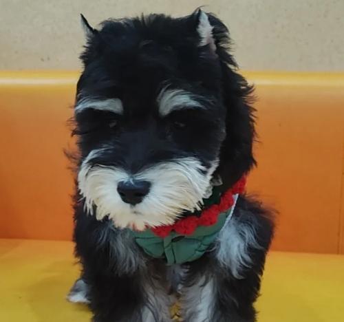 狗狗冠状病毒的复发周期（探究狗狗冠状病毒的复发周期及预防措施）