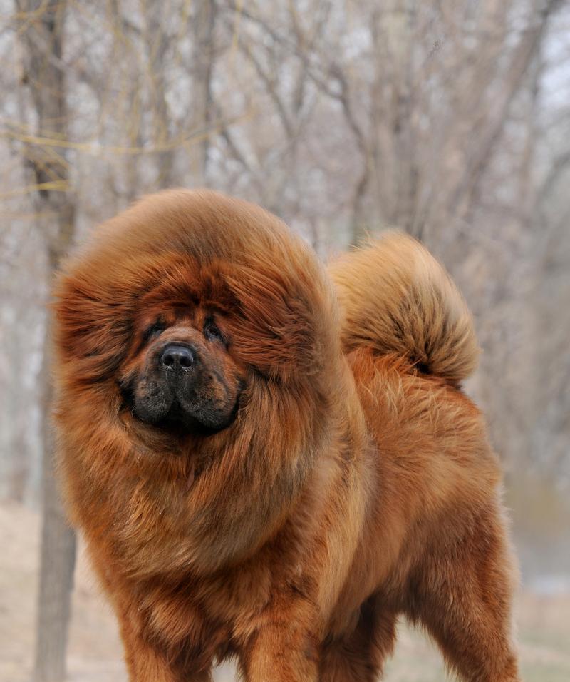 国内名犬（探寻中国犬种的丰富多样性和文化价值）