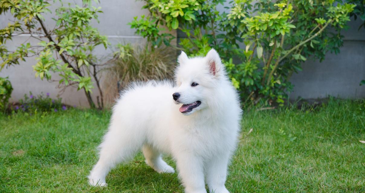 萨摩耶犬（了解萨摩耶犬的价格和养护成本，做好准备迎接新的家庭成员）