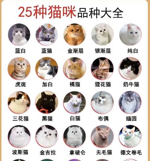 小猫病后多久可以进行驱虫？（了解小猫的驱虫时间以及注意事项）