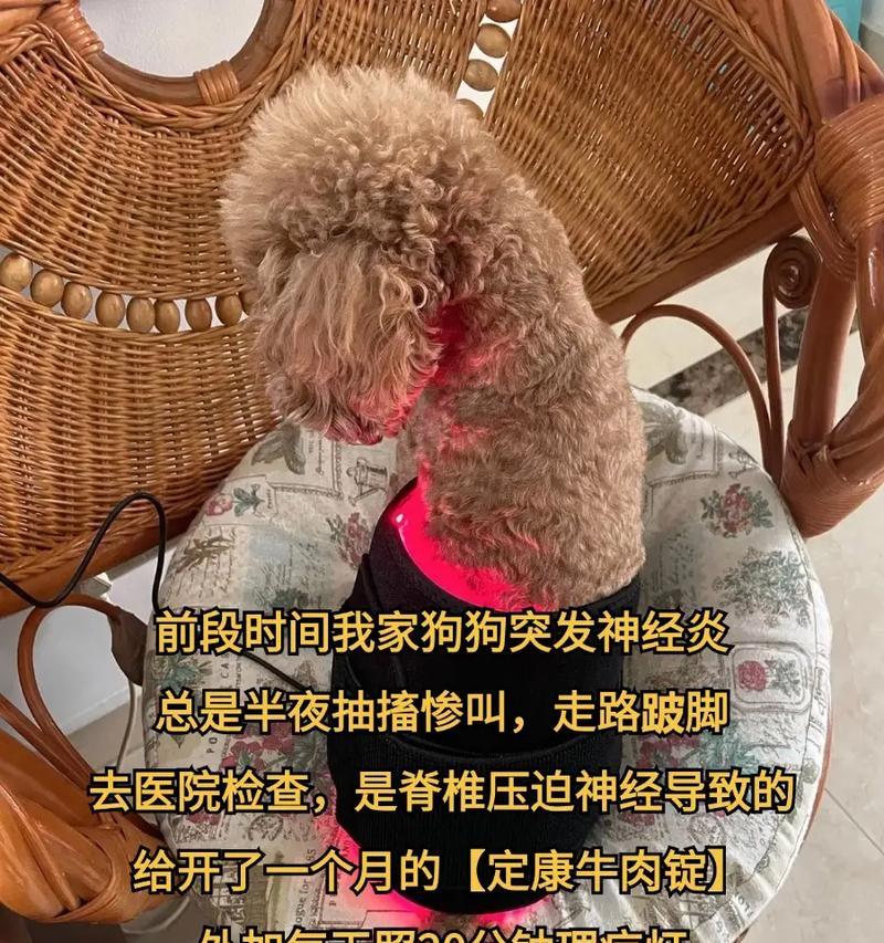 泰迪犬常见生病症状大揭秘（了解泰迪犬的常见疾病，守护爱宠健康）