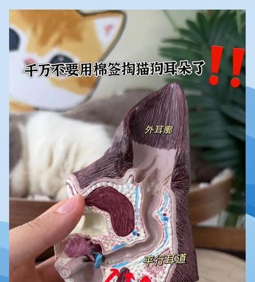 狗狗耳朵的清洁频率与方法（了解清洁狗狗耳朵的重要性和正确的步骤）