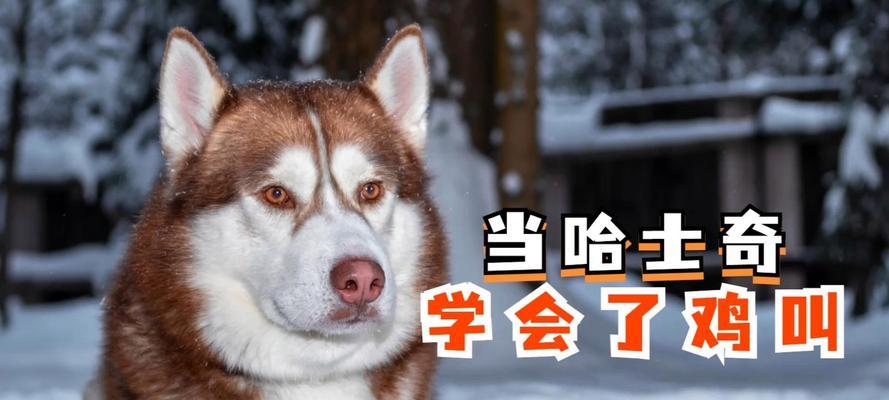 解密哈士奇不会狗叫的原因（探究哈士奇特殊的叫声和其产生的原因）