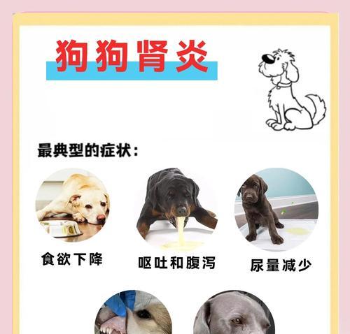狗狗肾脏问题的症状及预防与治疗（了解狗狗肾脏问题的迹象，保护它们的健康）