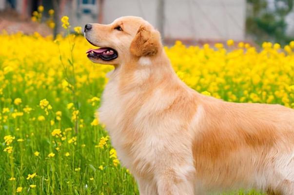 6种狗狗养过都是不后悔的选择（探索公认好养的狗狗品种，为您提供最佳伴侣选择）