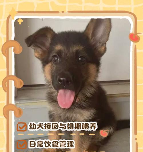 以德牧幼犬换毛周期及注意事项（了解德牧幼犬换毛的周期以及需要注意的事项）