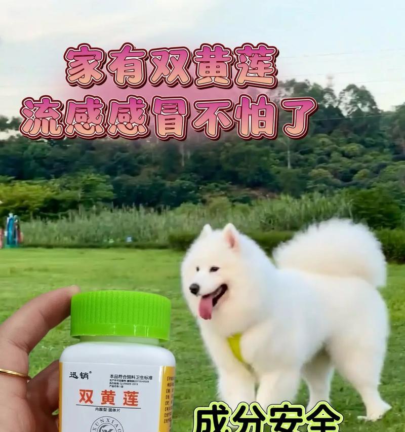 狗狗感冒，如何快速康复？（让你的爱犬早日摆脱感冒困扰）