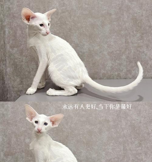 探寻东方短毛猫的神秘故乡（东方短毛猫）