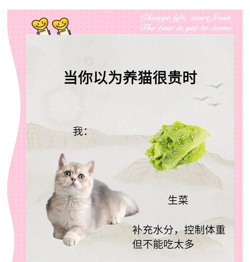 猫咪的作用时间（了解猫咪的作用时间，避免潜在风险）