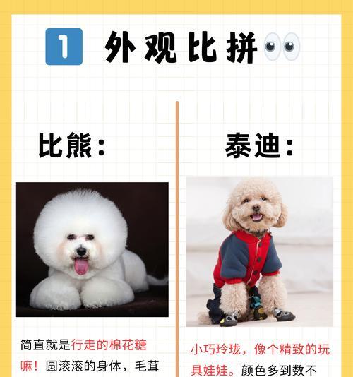 八大常见狗狗品种（好看又好养的狗狗一览，找到你心仪的犬种吧！）