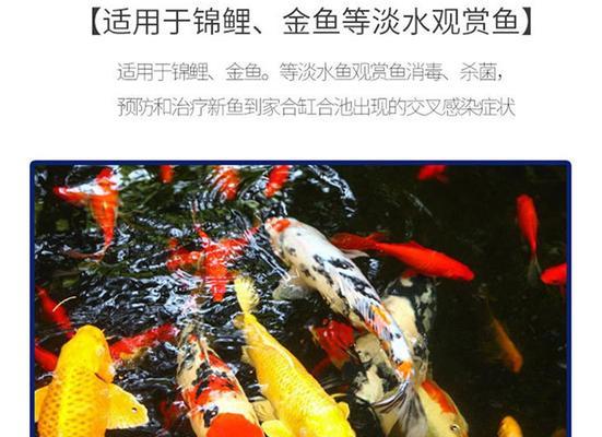 锦鲤鱼消毒技巧与注意事项（科学消毒方法保障锦鲤鱼的健康成长）
