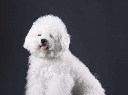 全白狗的品种特点与魅力（探索全白狗独特的外观和性格）
