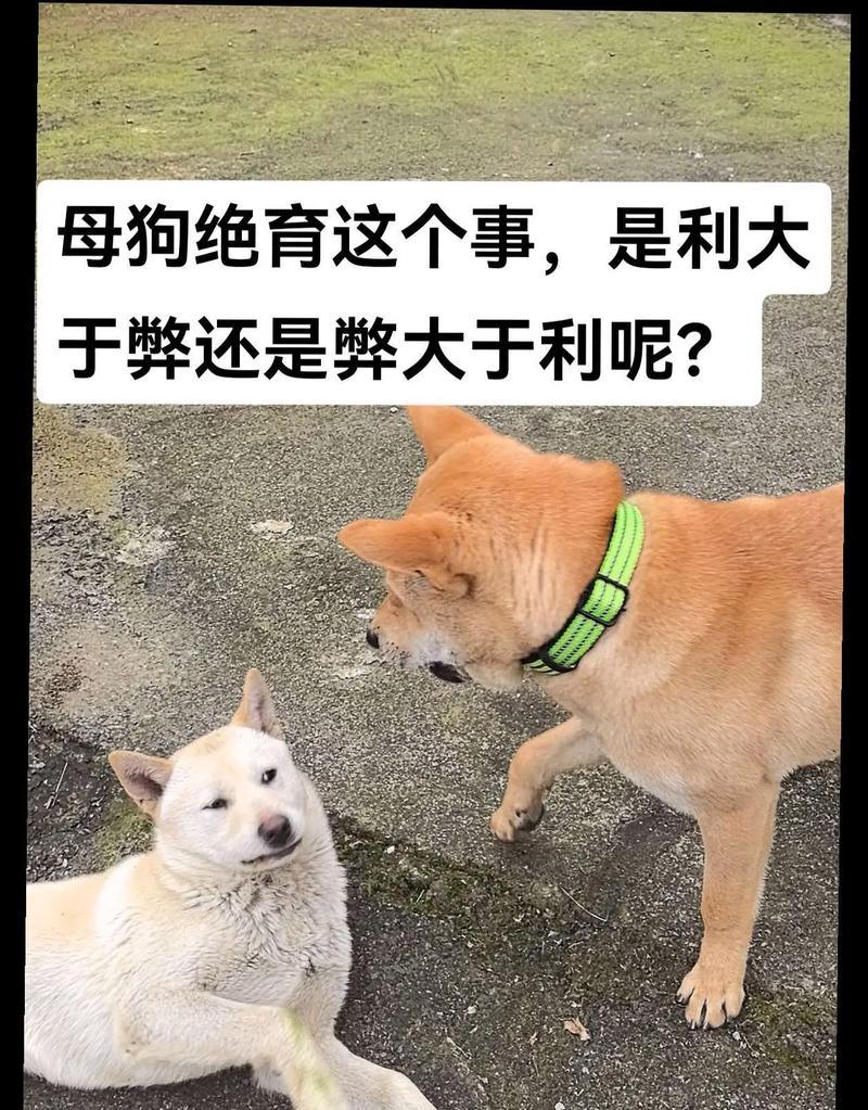 母狗绝育的最佳时间（关于母狗绝育的常见问题解答）