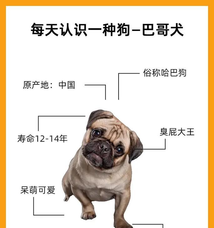巴哥犬和法斗（巴哥犬和法斗犬之间的区别及如何辨识）