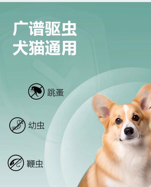 成年泰迪应该多久驱虫一次？（了解成年泰迪驱虫周期及）