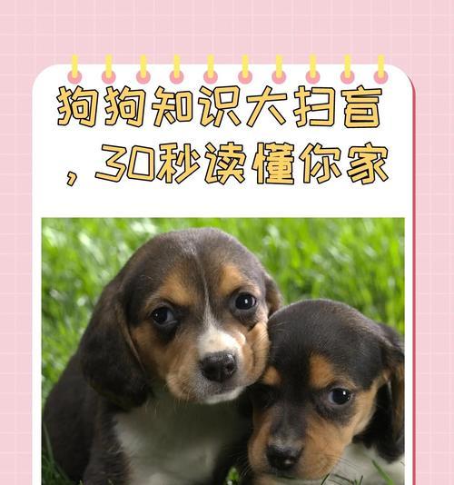 《我家狗狗的便便观察与分析》（了解狗狗的排便习惯，守护它的健康）